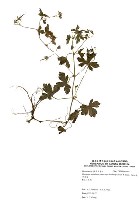 牻牛兒苗藏品圖，第2張